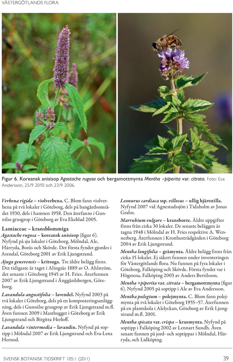 Lamiaceae kransblommiga Agastache rugosa koreansk anisisop (figur 6). Nyfynd på sju lokaler i Göteborg, Mölndal, Ale, Härryda, Borås och Skövde.