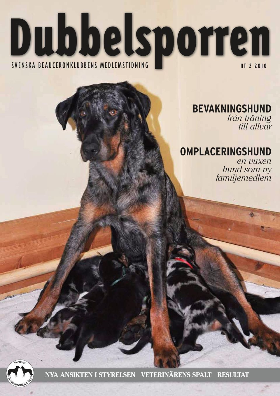 träning till allvar omplaceringshund en vuxen hund som ny