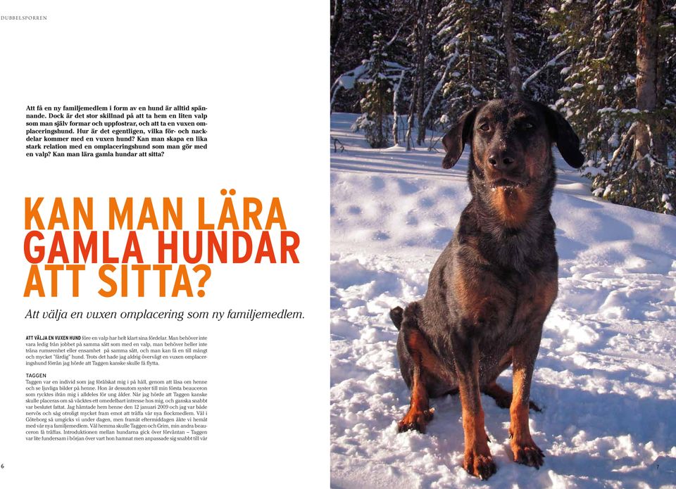 Kan man lära gamla hundar att sitta? Att välja en vuxen omplacering som ny familjemedlem. Att välja en vuxen hund före en valp har helt klart sina fördelar.