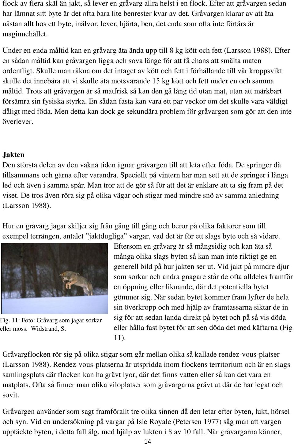 Under en enda måltid kan en gråvarg äta ända upp till 8 kg kött och fett (Larsson 1988). Efter en sådan måltid kan gråvargen ligga och sova länge för att få chans att smälta maten ordentligt.