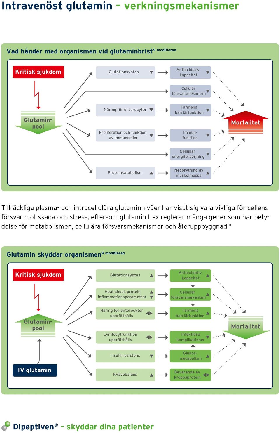 plasma- och intracellulära glutaminnivåer har visat sig vara viktiga för cellens försvar mot skada och stress, eftersom glutamin t ex reglerar många gener som har betydelse för metabolismen,
