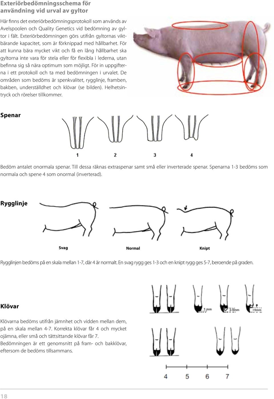 För att kunna bära mycket vikt och få en lång hållbarhet ska gyltorna inte vara för stela eller för flexibla i lederna, utan befinna sig så nära optimum som möjligt.