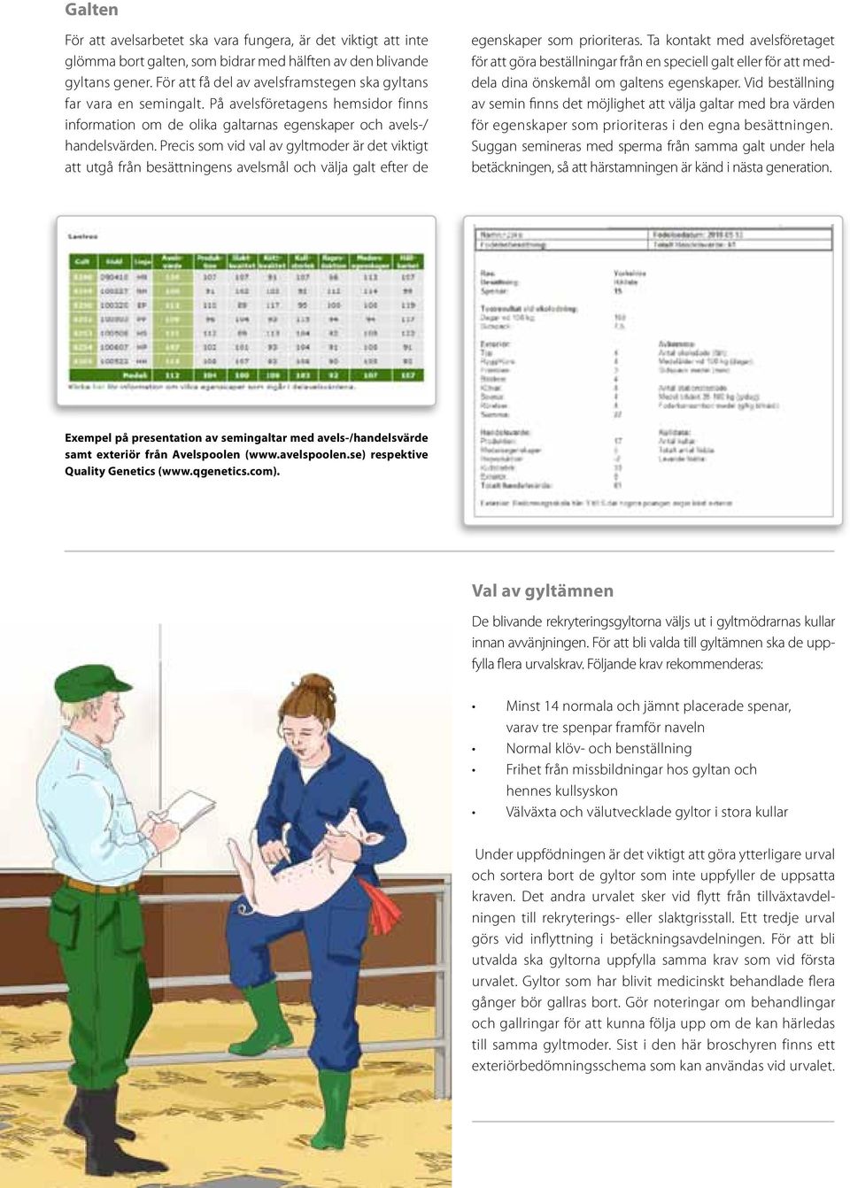 Precis som vid val av gyltmoder är det viktigt att utgå från besättningens avelsmål och välja galt efter de egenskaper som prioriteras.