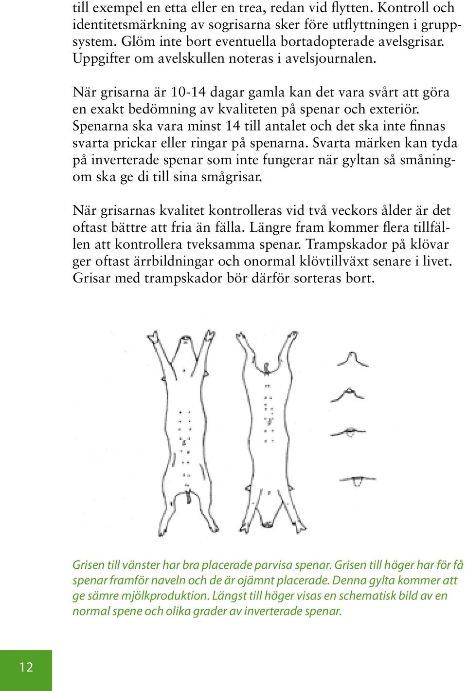 Spenarna ska vara minst 14 till antalet och det ska inte finnas svarta prickar eller ringar på spenarna.