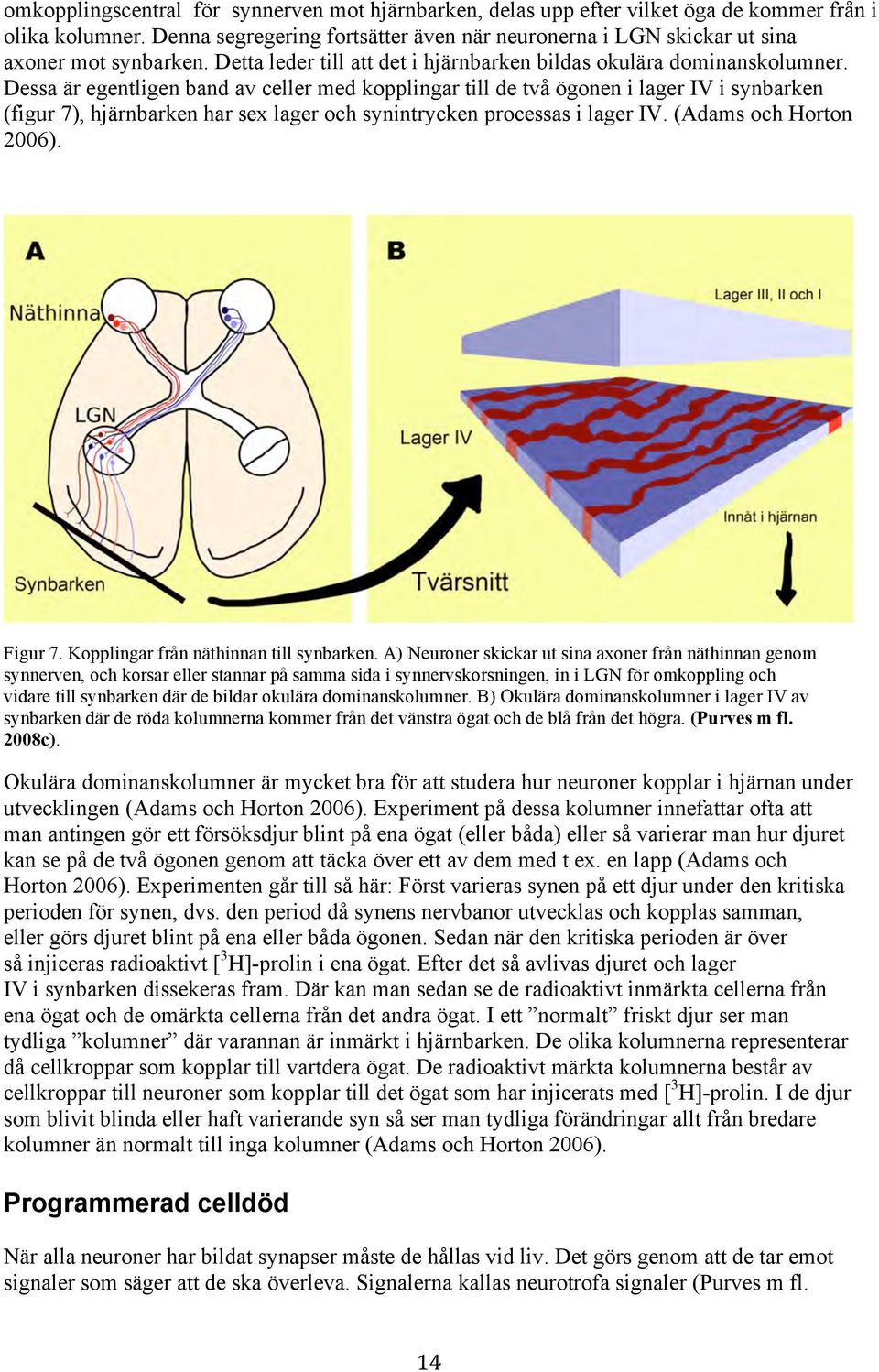 Dessa är egentligen band av celler med kopplingar till de två ögonen i lager IV i synbarken (figur 7), hjärnbarken har sex lager och synintrycken processas i lager IV. (Adams och Horton 2006).