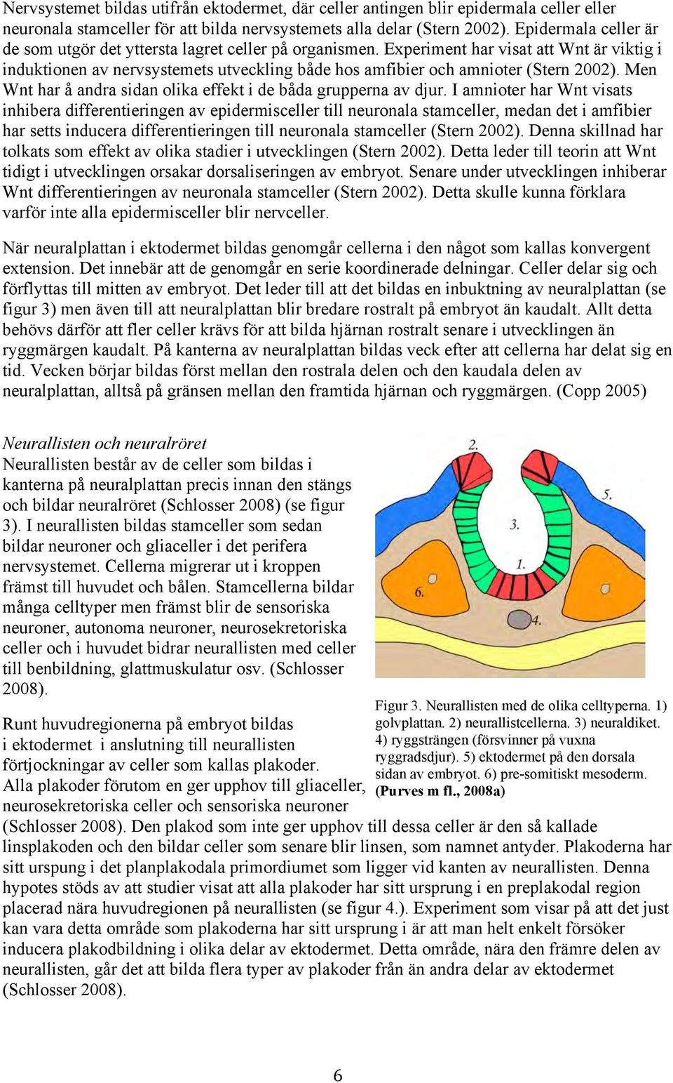 Experiment har visat att Wnt är viktig i induktionen av nervsystemets utveckling både hos amfibier och amnioter (Stern 2002). Men Wnt har å andra sidan olika effekt i de båda grupperna av djur.