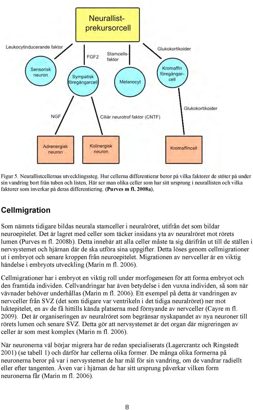 inverkar på deras differentiering. (Purves m fl. 2008a), Cellmigration Som nämnts tidigare bildas neurala stamceller i neuralröret, utifrån det som bildar neuroepitelet.