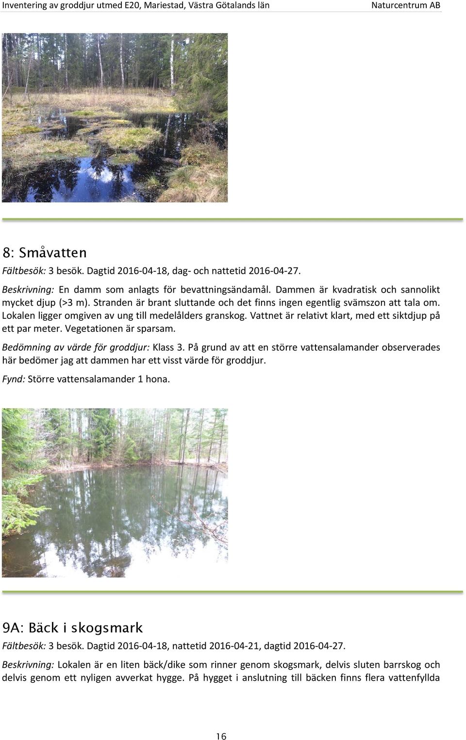 Vegetationen är sparsam. Bedömning av värde för groddjur: Klass 3. På grund av att en större vattensalamander observerades här bedömer jag att dammen har ett visst värde för groddjur.