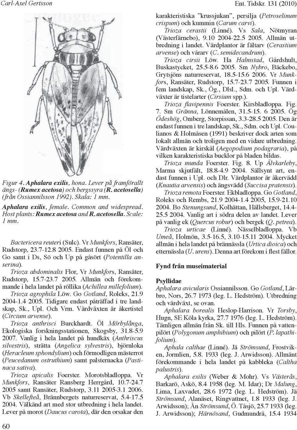 Endast funnen på Öl och Go samt i Ds, Sö och Up på gåsört (Potentilla anserina). Trioza abdominalis Flor, Vr Munkfors, Ransäter, Rudstorp, 15.7-23.7 2005.