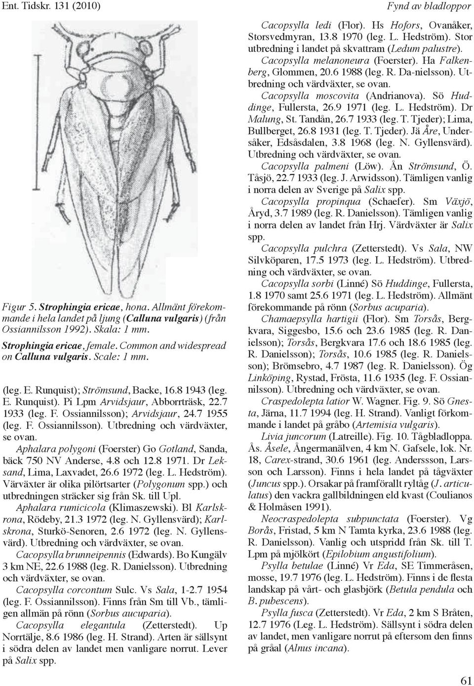 Ossiannilsson); Arvidsjaur, 24.7 1955 (leg. F. Ossiannilsson). Utbredning och värdväxter, se ovan. Aphalara polygoni (Foerster) Go Gotland, Sanda, bäck 750 NV Anderse, 4.8 och 12.8 1971.