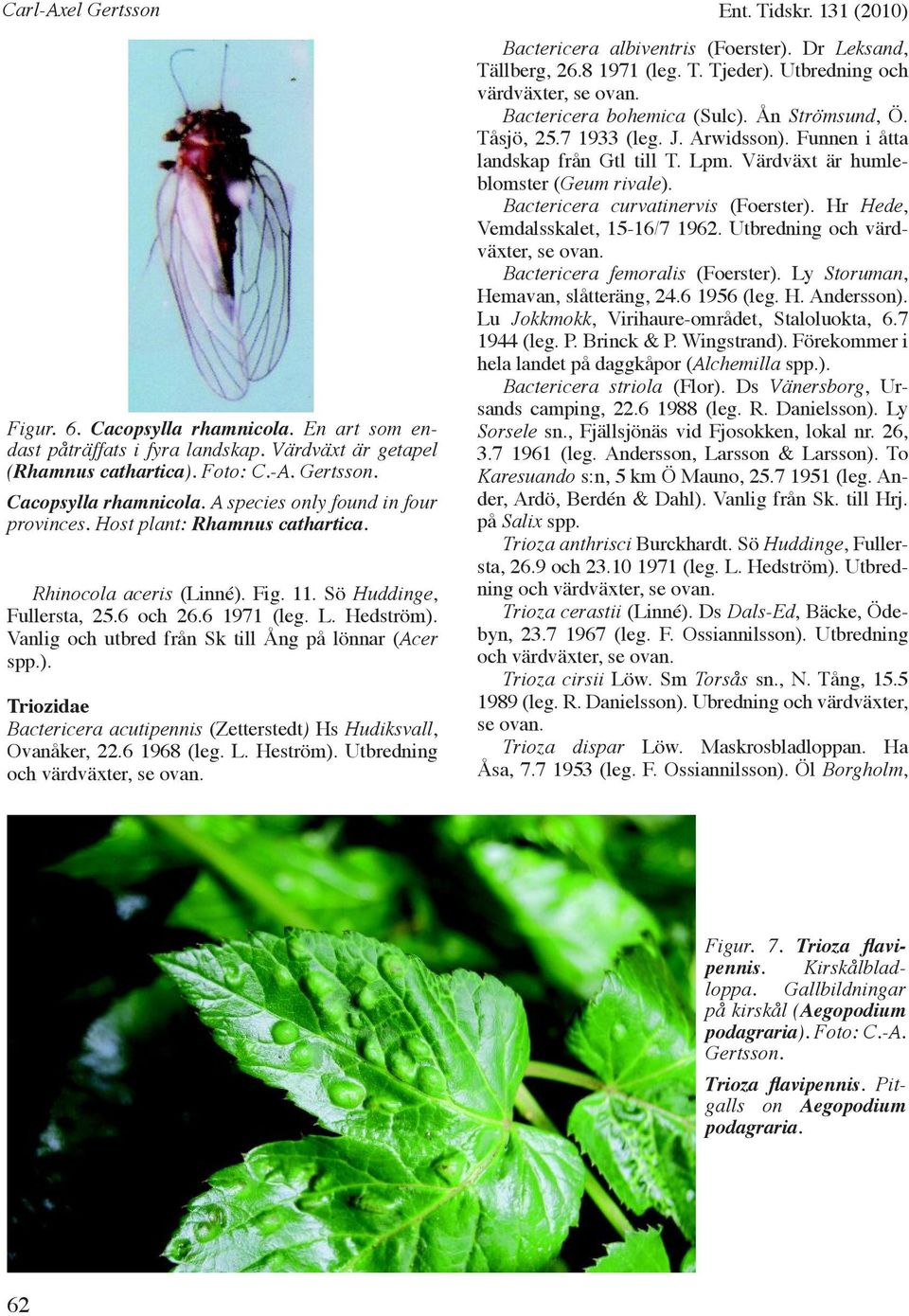 6 1968 (leg. L. Heström). Utbredning Ent. Tidskr. 131 (2010) Bactericera albiventris (Foerster). Dr Leksand, Tällberg, 26.8 1971 (leg. T. Tjeder). Utbredning och värdväxter, se ovan.