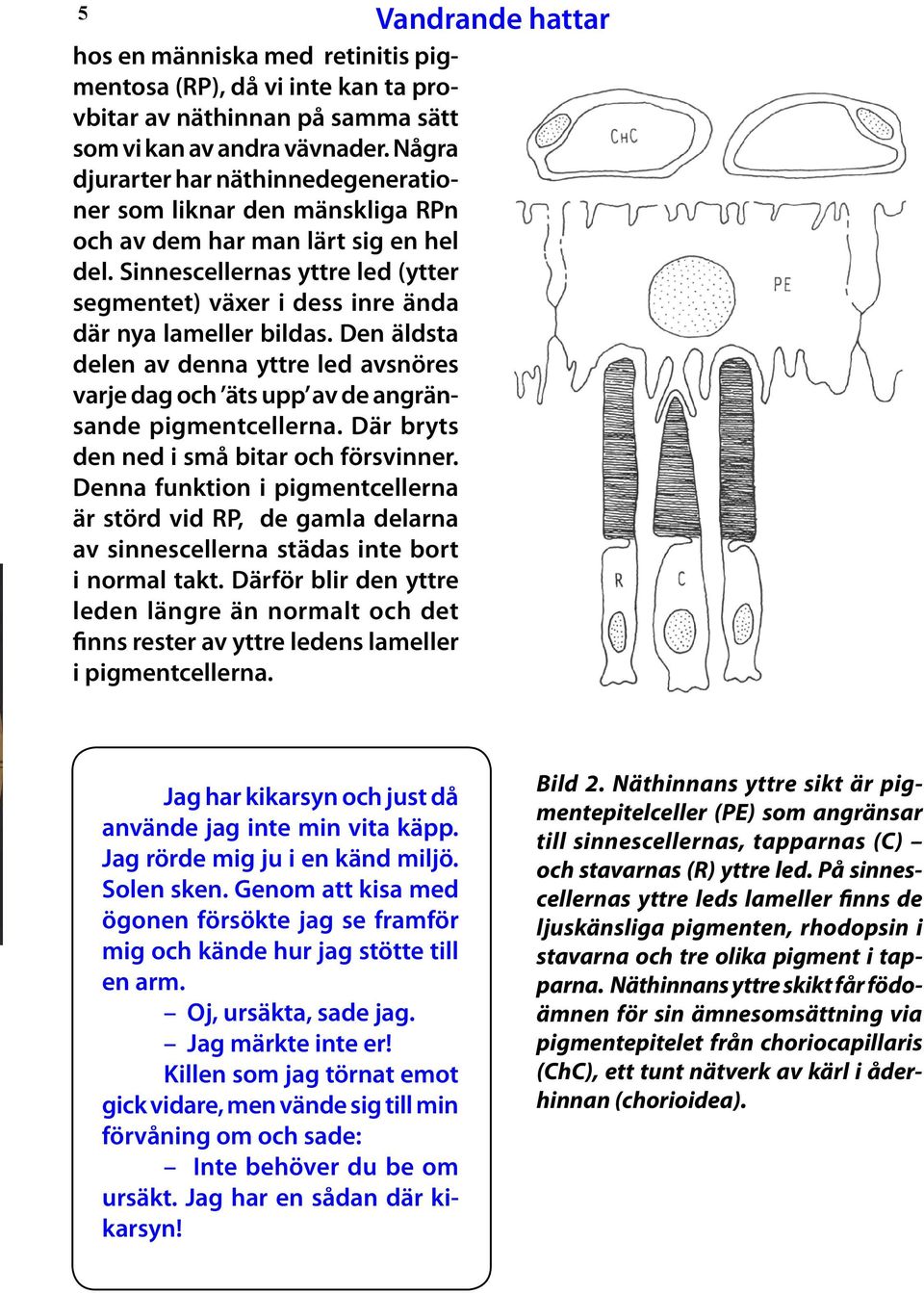 Sinnes cellernas yttre led (ytter segmentet) växer i dess inre ända där nya lamel ler bildas. Den äldsta delen av denna yttre led avsnöres varje dag och äts upp av de angränsande pigment cellerna.