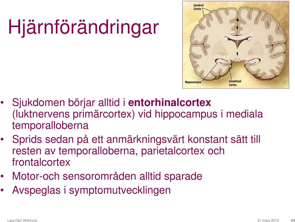 sätt till resten av temporalloberna, parietalcortex och frontalcortex Motor-och