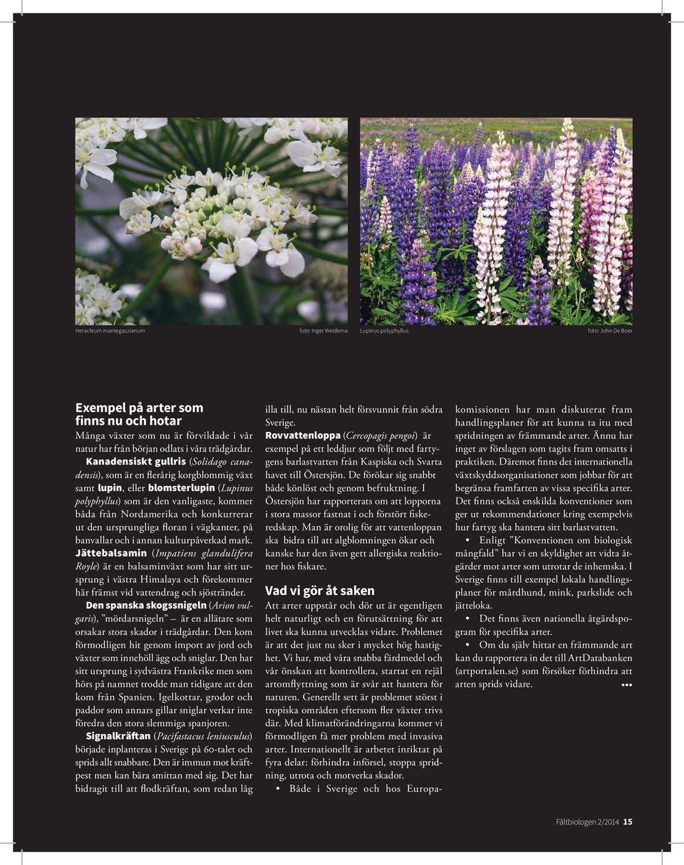 Kanadensiskt gullris (Solidago canadensis), som är en flerårig korgblommig växt samt lupin, eller blomsterlupin (Lupinus polyphyllus) som är den vanligaste, kommer båda från Nordamerika och