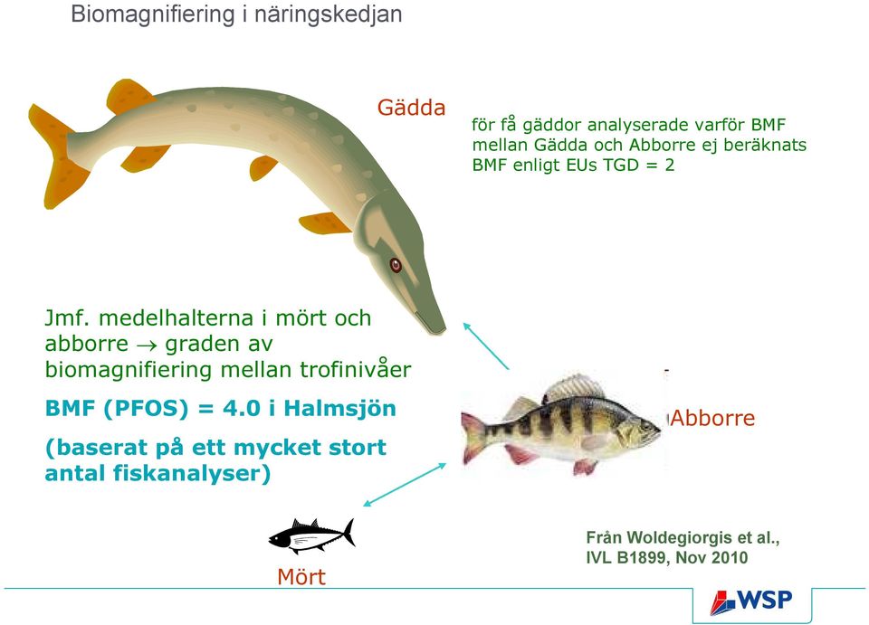 medelhalterna i mört och abborre graden av biomagnifiering mellan trofinivåer BM (POS)