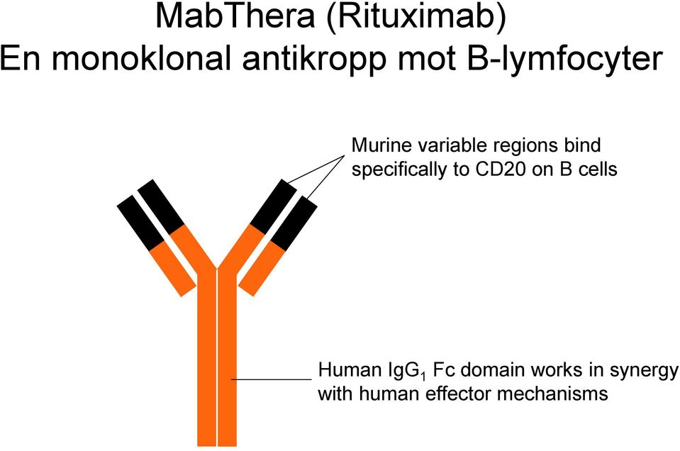 specifically to CD20 on B cells Human IgG 1 Fc