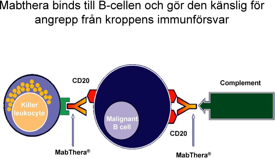 immunförsvar CD20 Complement Killer