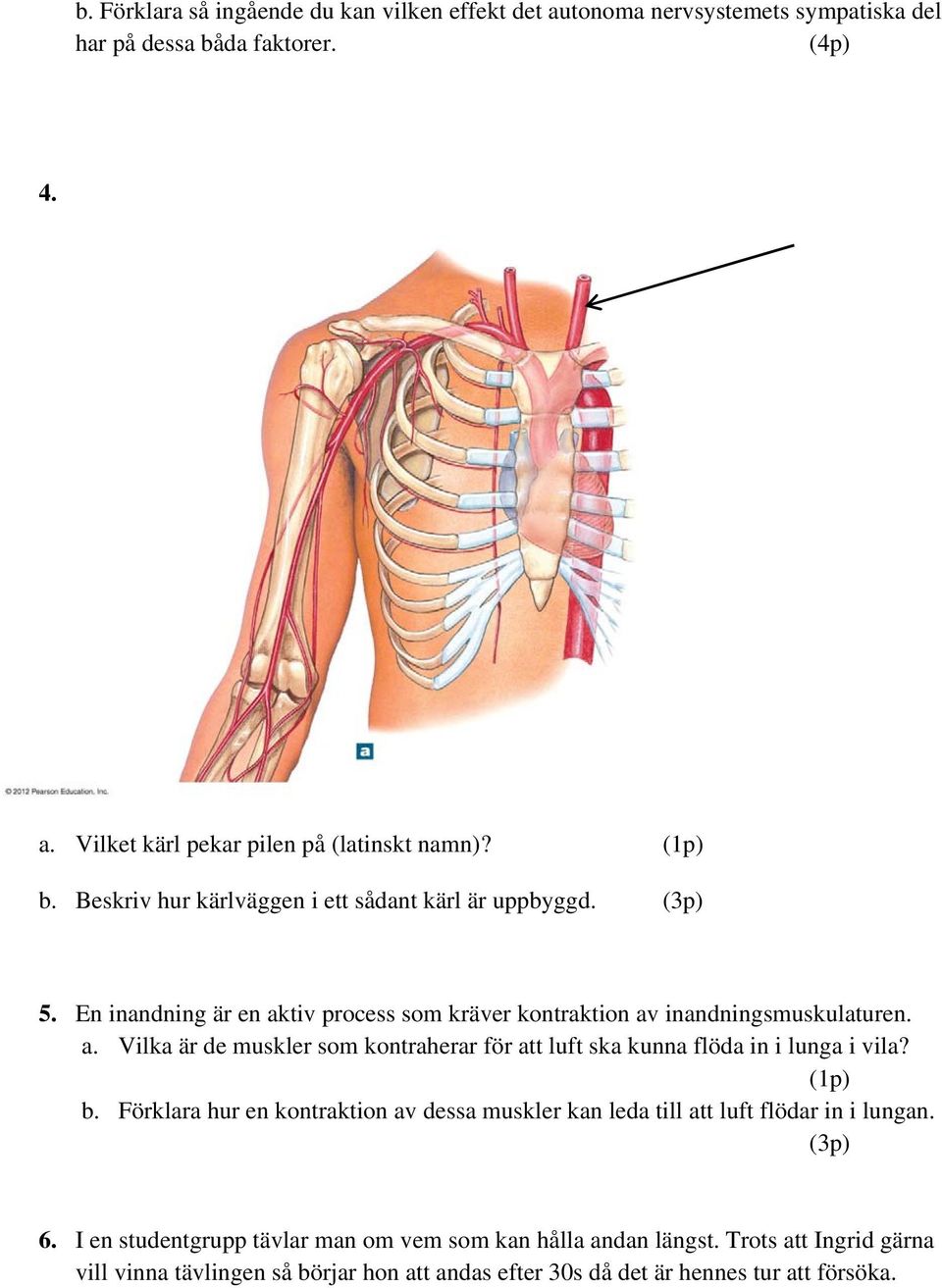 tiv process som kräver kontraktion av inandningsmuskulaturen. a. Vilka är de muskler som kontraherar för att luft ska kunna flöda in i lunga i vila? (1p) b.