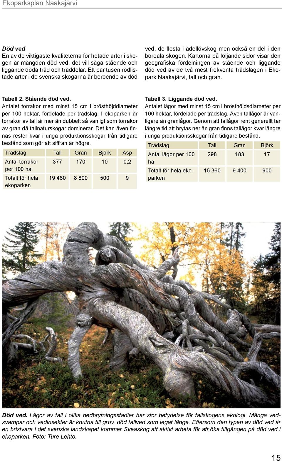 Kartorna på följande sidor visar den geografiska fördelningen av stående och liggande död ved av de två mest frekventa trädslagen i Ekopark Naakajärvi, tall och gran. Tabell 2. Stående död ved.