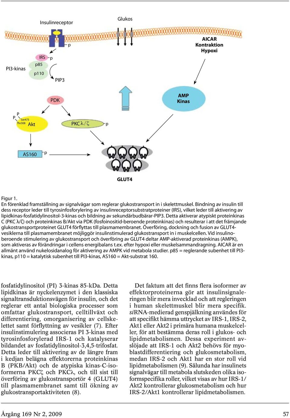 Bindning av insulin till dess recetor leder till tyrosinfosforylering av insulinrecetorsubstratroteiner (IRS), vilket leder till aktivering av liidkinas-fosfatidylinositol-3-kinas och bildning av