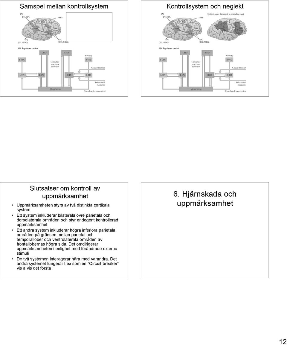 områden på gränsen mellan parietal och temporallober och ventrolaterala områden av frontallobernas högra sida.