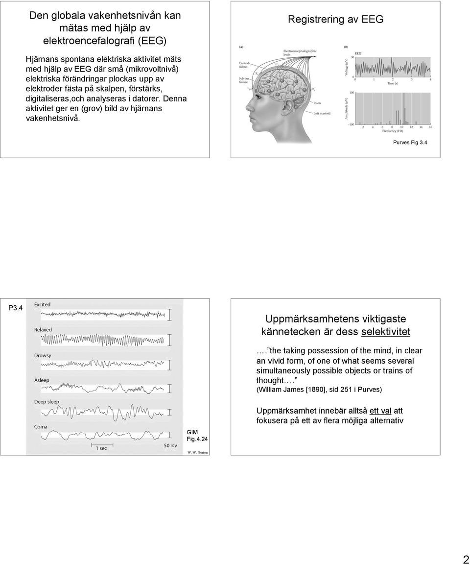 Purves Fig 3.4 04-24 P3.4 Uppmärksamhetens viktigaste kännetecken är dess selektivitet.