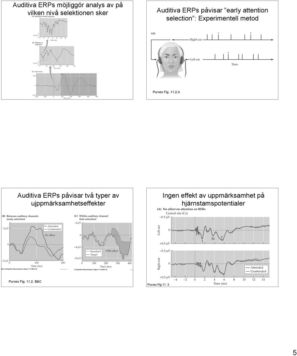 A Auditiva ERPs påvisar två typer av ujppmärksamhetseffekter Ingen effekt av