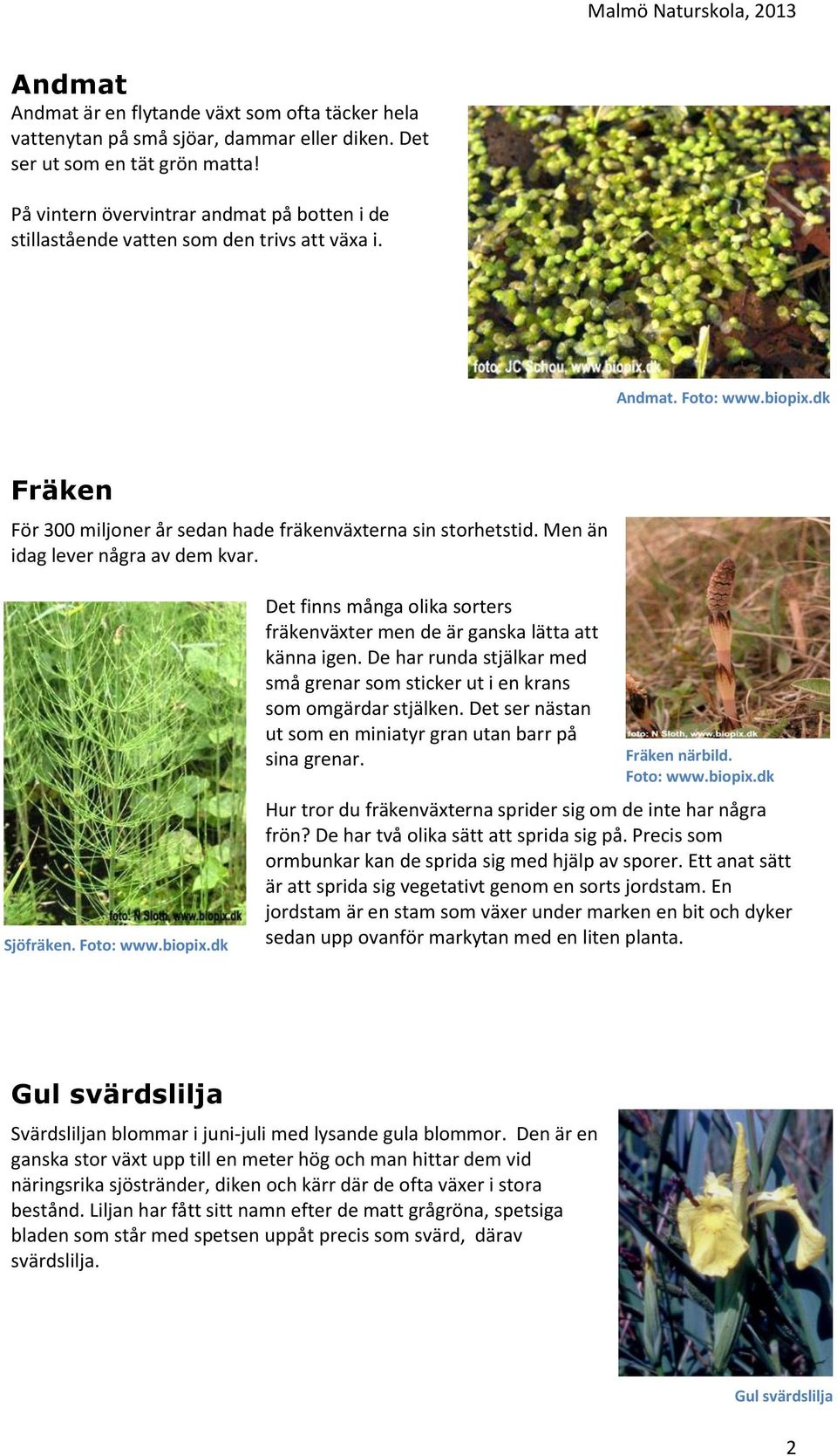 Men än idag lever några av dem kvar. Sjöfräken. Foto: www.biopix.dk Det finns många olika sorters fräkenväxter men de är ganska lätta att känna igen.