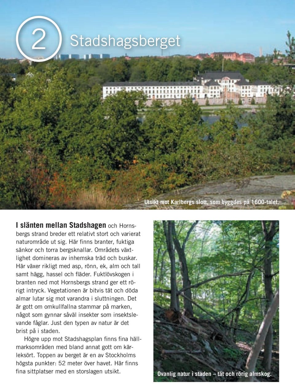 Fuktlövskogen i branten ned mot Hornsbergs strand ger ett rörigt intryck. Vegetationen är bitvis tät och döda almar lutar sig mot varandra i sluttningen.