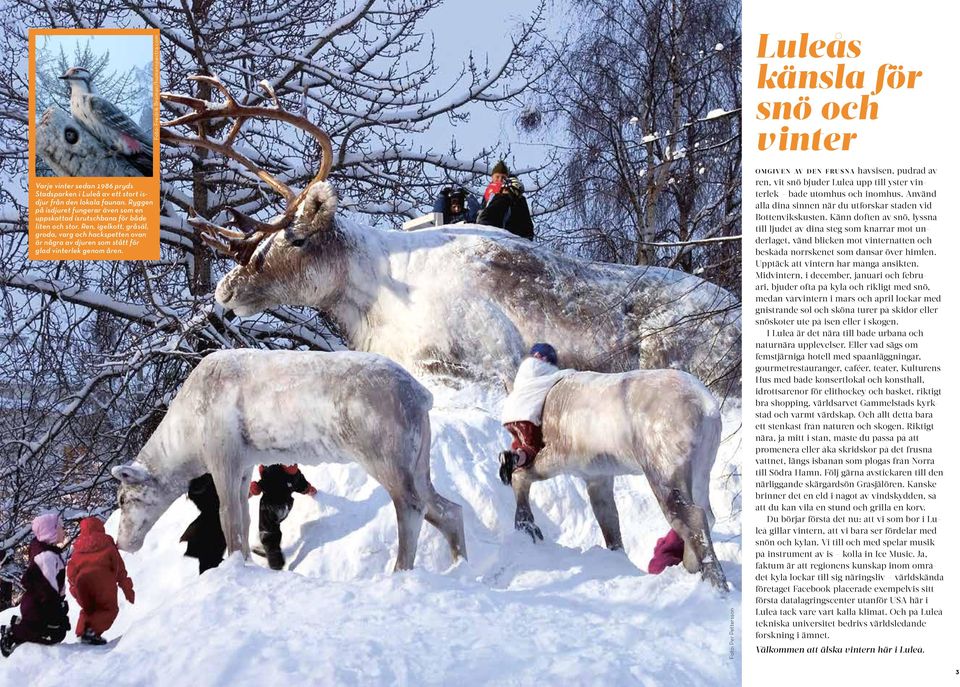 Foto: Per Pettersson Luleås känsla för snö och vinter o m g i v e n av d e n frus na havsisen, pudrad av ren, vit snö bjuder Luleå upp till yster vinterlek både utomhus och inomhus.