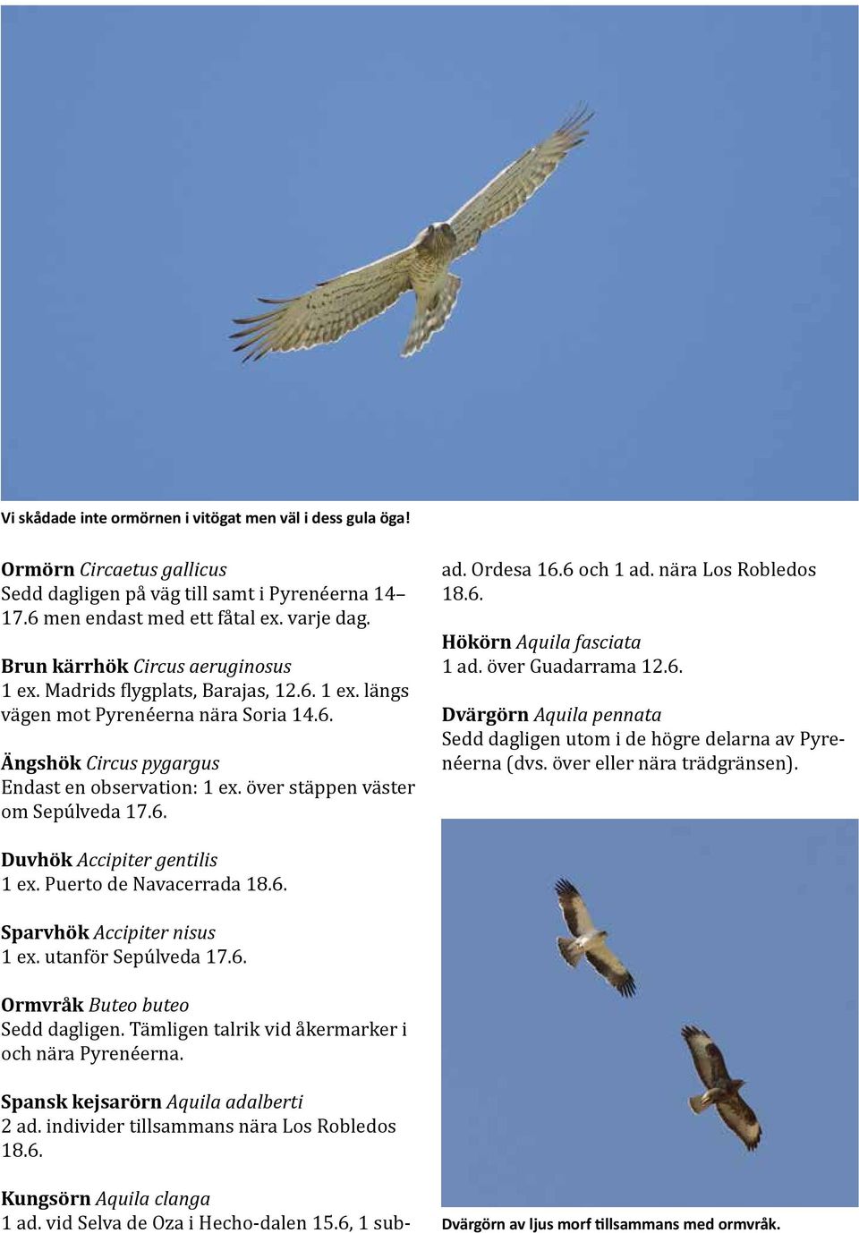 över stäppen väster om Sepúlveda 17.6. Kungsörn Aquila clanga 1 ad. vid Selva de Oza i Hecho-dalen 15.6, 1 subad. Ordesa 16.6 och 1 ad. nära Los Robledos 18.6. Hökörn Aquila fasciata 1 ad.