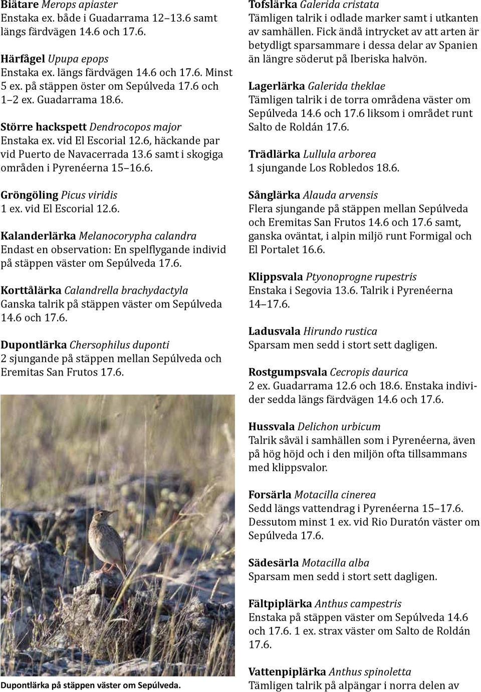 6 samt i skogiga områden i Pyrenéerna 15 16.6. Gröngöling Picus viridis 1 ex. vid El Escorial 12.6. Kalanderlärka Melanocorypha calandra Endast en observation: En spelflygande individ på stäppen väster om Sepúlveda 17.