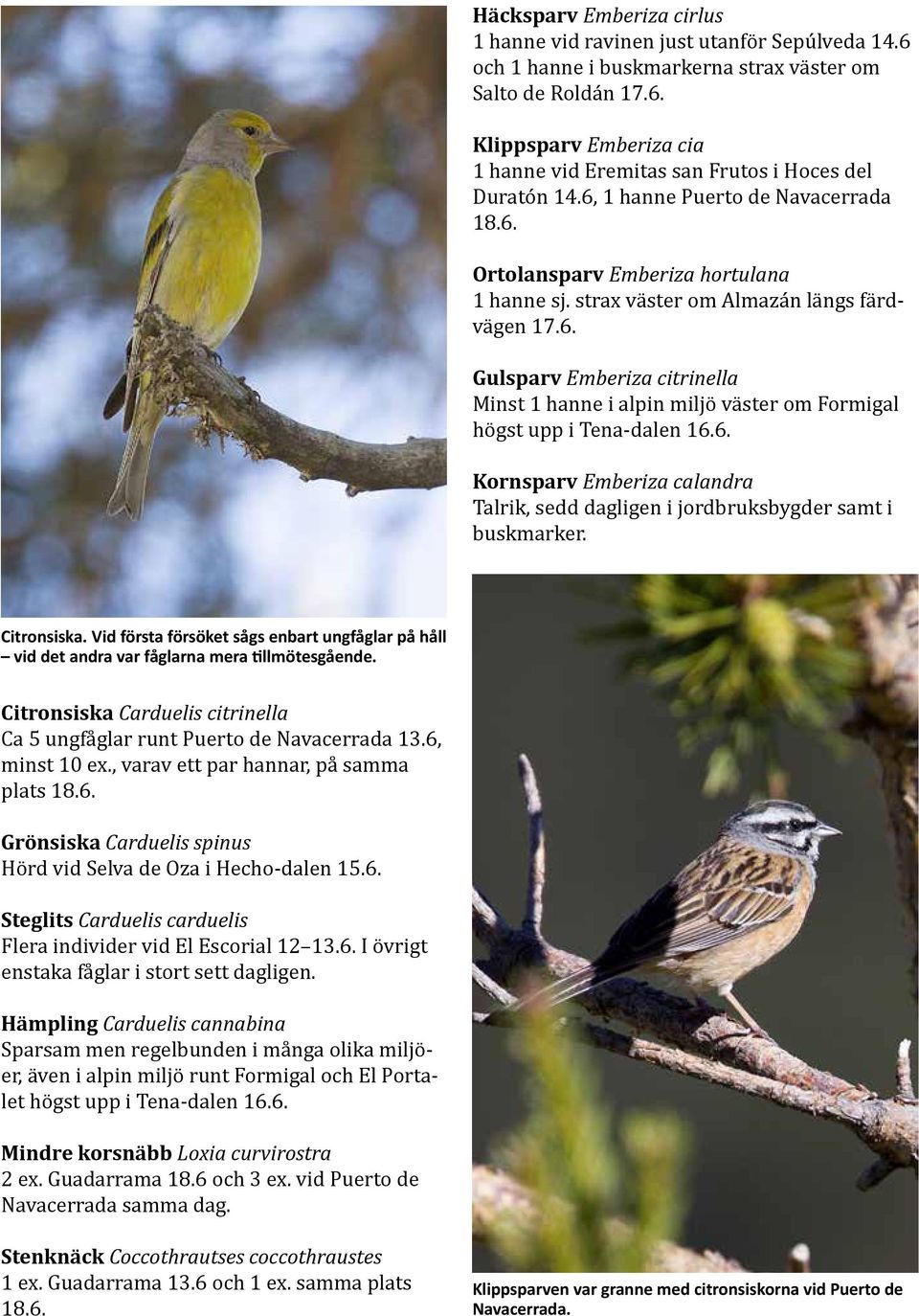 6. Kornsparv Emberiza calandra Talrik, sedd dagligen i jordbruksbygder samt i buskmarker. Citronsiska.