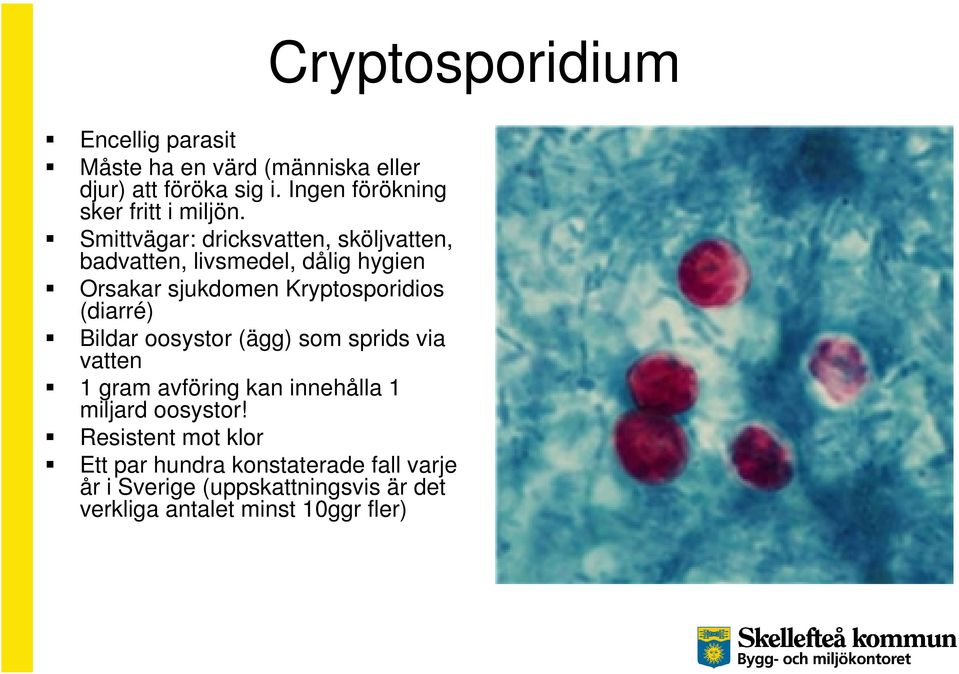 Bildar oosystor (ägg) som sprids via vatten 1 gram avföring kan innehålla 1 miljard oosystor!