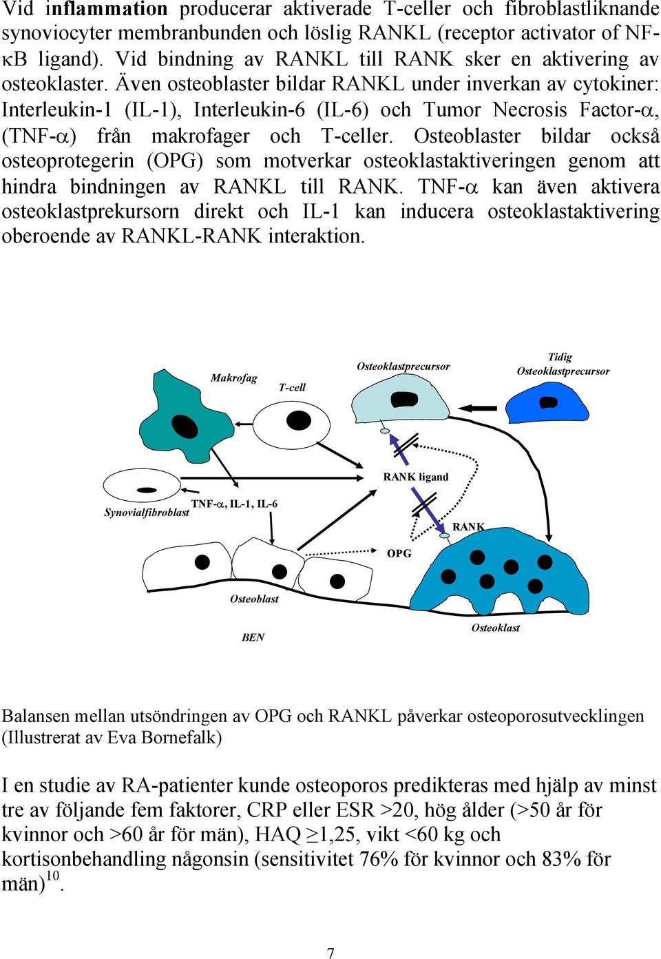 Även osteoblaster bildar RANKL under inverkan av cytokiner: Interleukin-1 (IL-1), Interleukin-6 (IL-6) och Tumor Necrosis Factor-α, (TNF-α) från makrofager och T-celler.