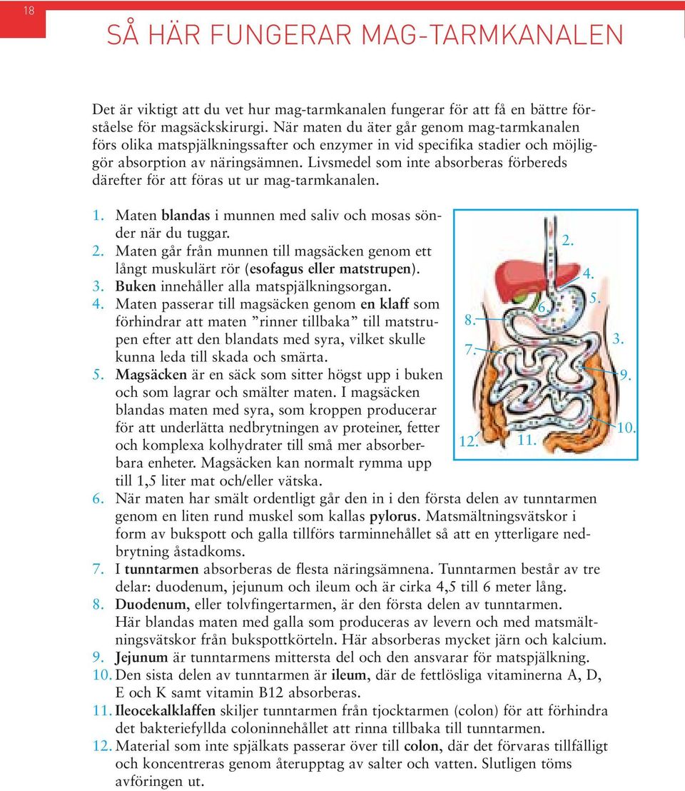 Livsmedel som inte absorberas förbereds därefter för att föras ut ur mag-tarmkanalen. 1. Maten blandas i munnen med saliv och mosas sönder när du tuggar. 2.