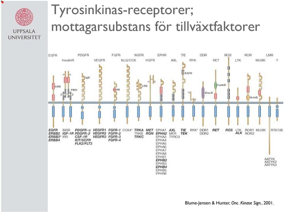 tillväxtfaktorer