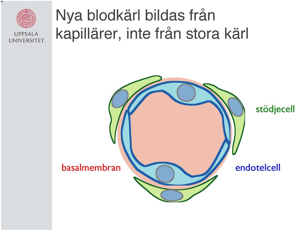 från stora kärl!