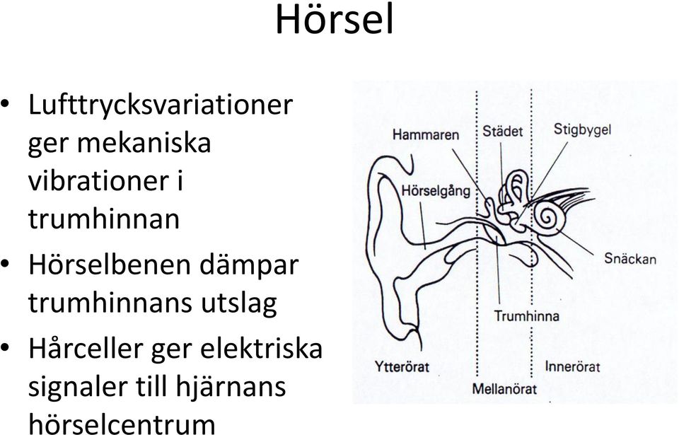 Hörselbenen dämpar trumhinnans utslag