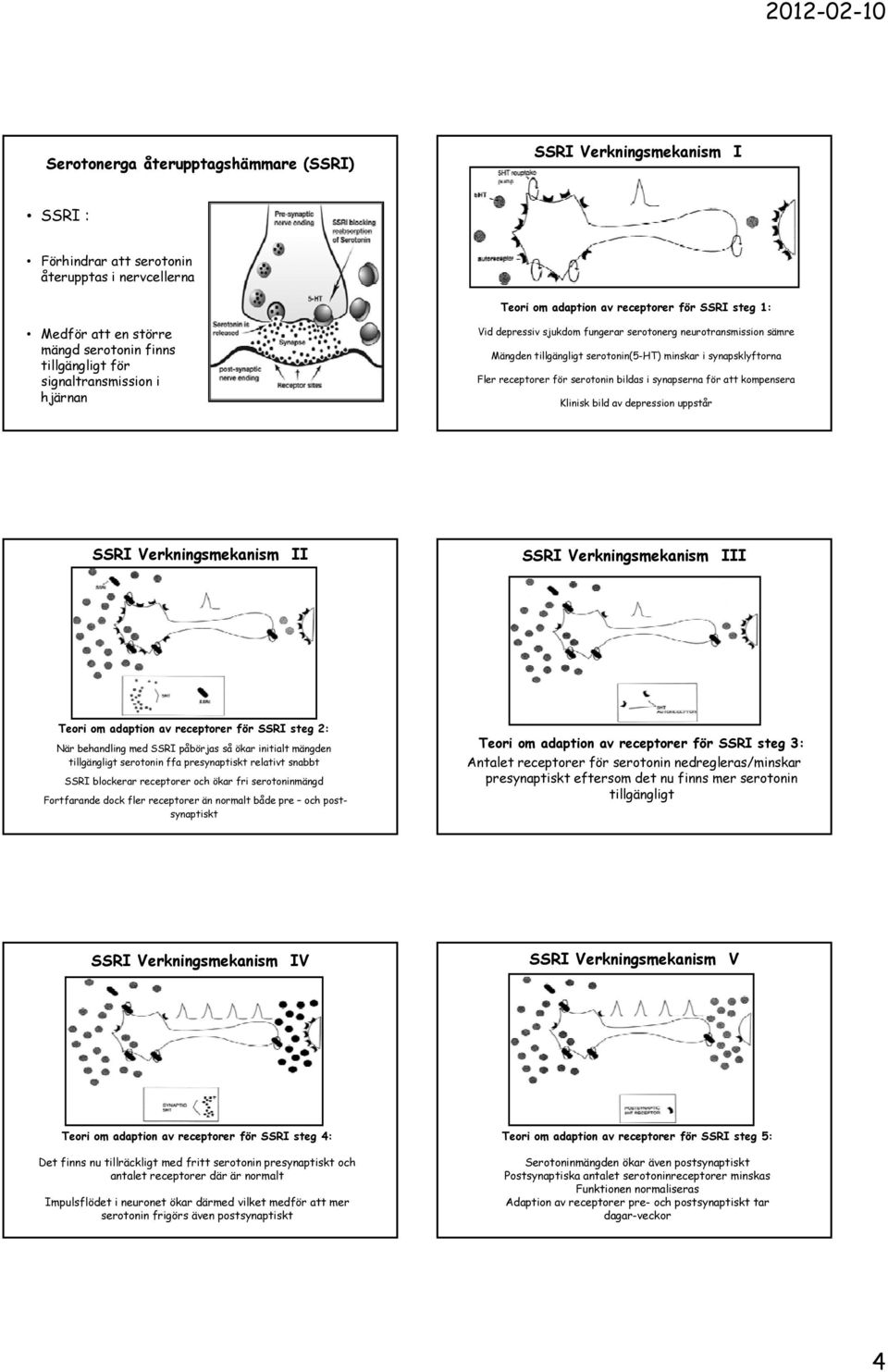 receptorer för serotonin bildas i synapserna för att kompensera Klinisk bild av depression uppstår SSRI Verkningsmekanism II SSRI Verkningsmekanism III Teori om adaption av receptorer för SSRI steg