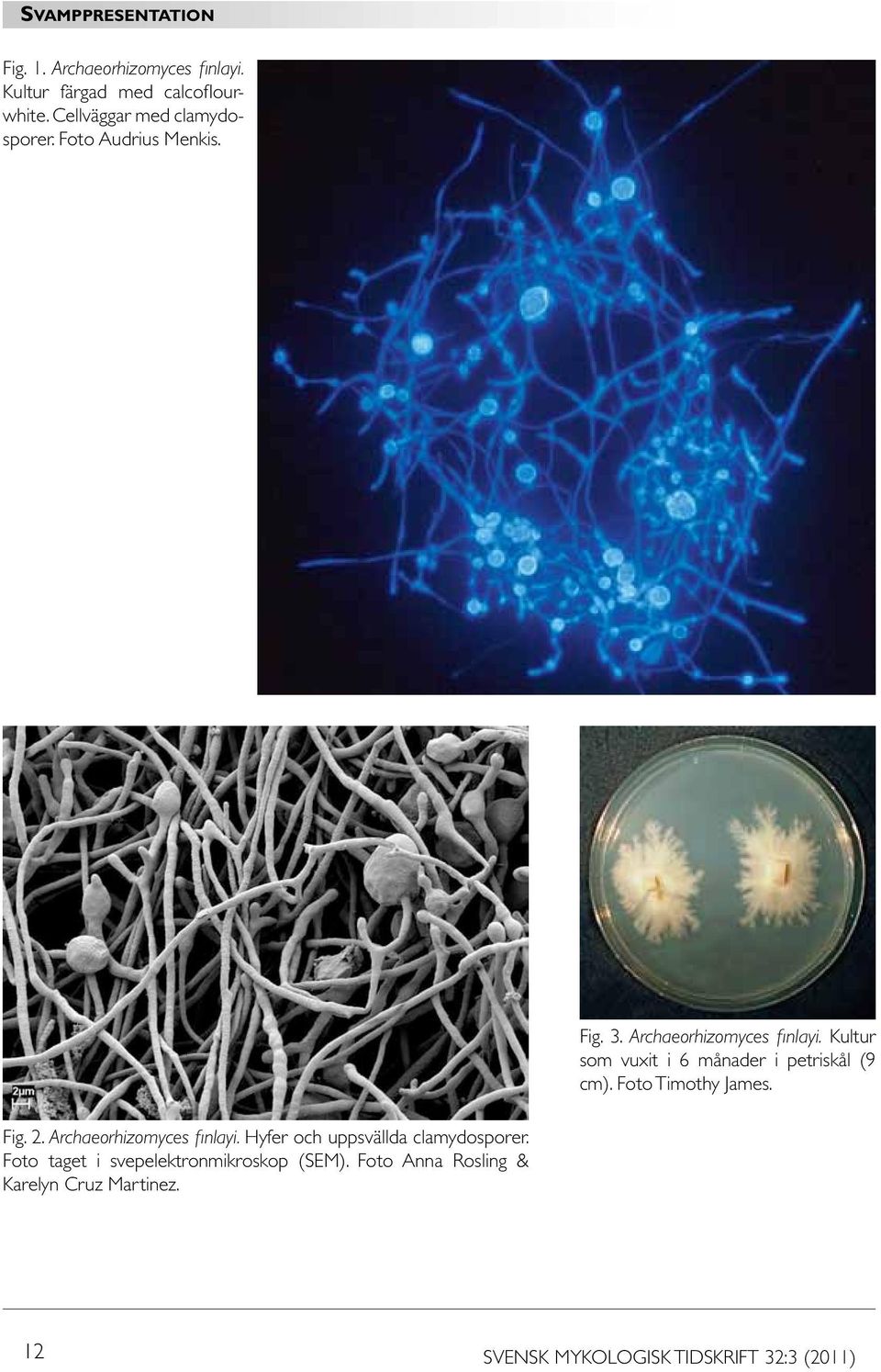 Kultur som vuxit i 6 månader i petriskål (9 cm). Foto Timothy James. Fig. 2. Archaeorhizomyces finlayi.