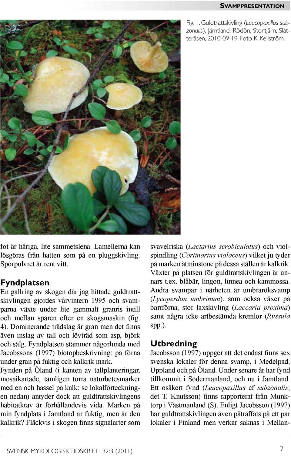 Fyndplatsen En gallring av skogen där jag hittade guldtrattskivlingen gjordes vårvintern 1995 och svamparna växte under lite gammalt granris intill och mellan spåren efter en skogsmaskin (fig. 4).