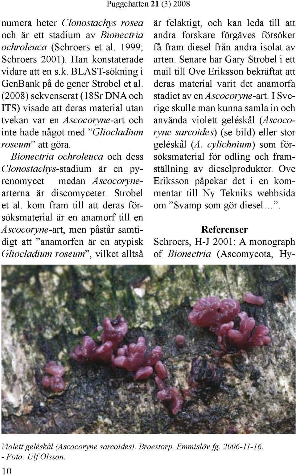 Bionectria ochroleuca och dess Clonostachys-stadium är en pyrenomycet medan Ascocorynearterna är discomyceter. Strobel et al.