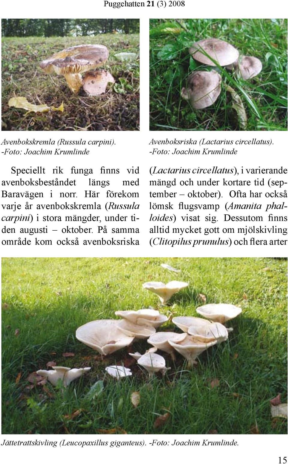 På samma område kom också avenboksriska Avenboksriska (Lactarius circellatus).