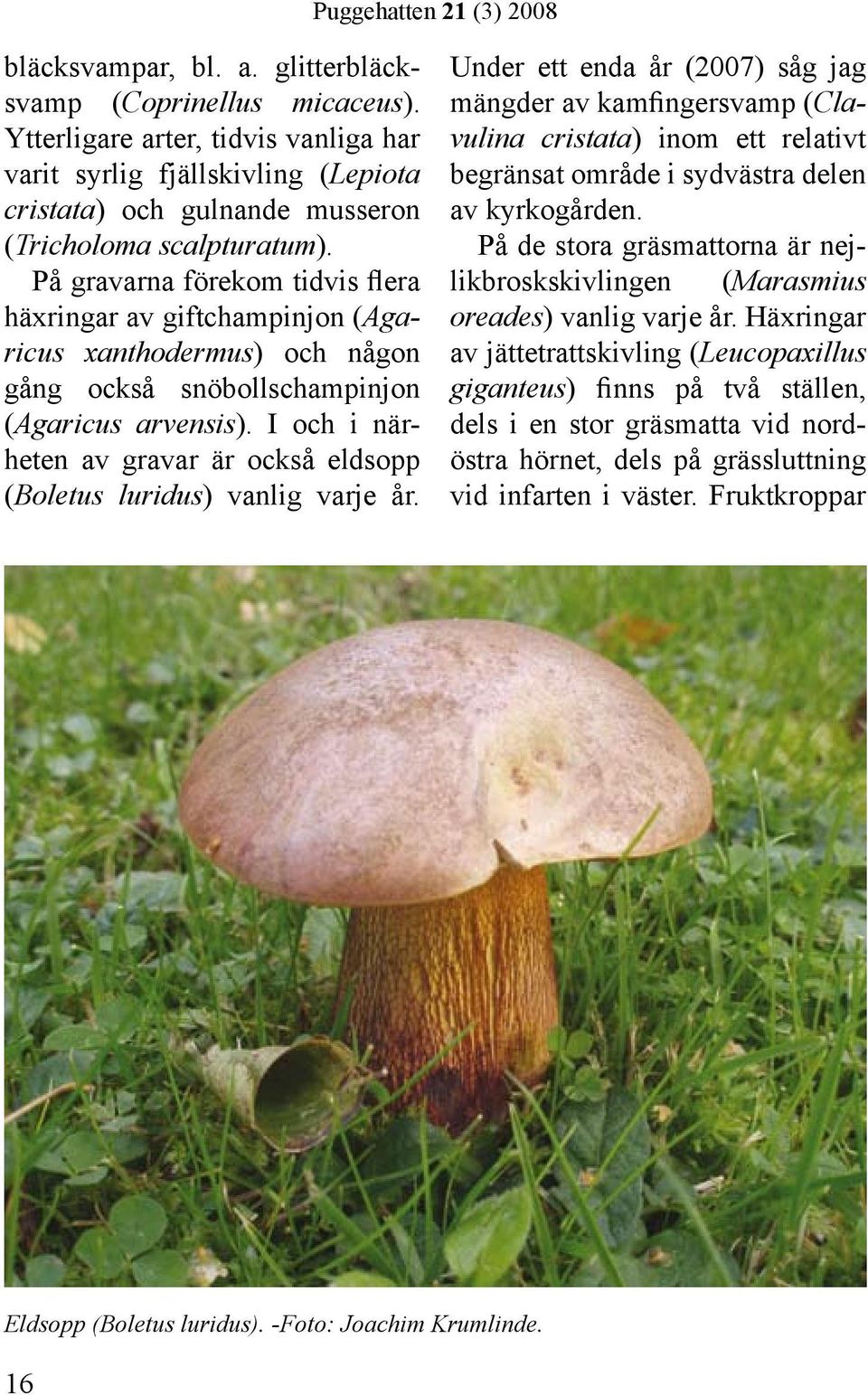 I och i närheten av gravar är också eldsopp (Boletus luridus) vanlig varje år.