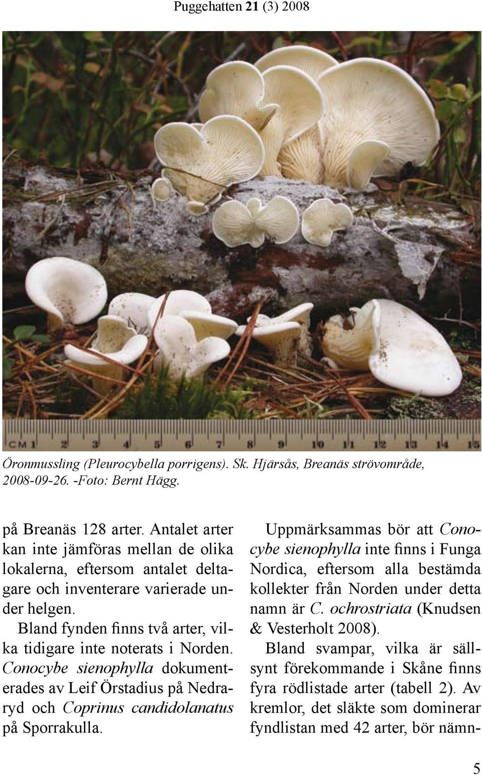 Conocybe sienophylla dokumenterades av Leif Örstadius på Nedraryd och Coprinus candidolanatus på Sporrakulla.