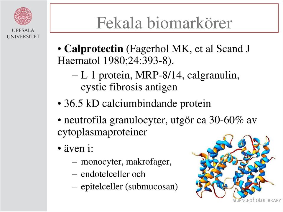 5 kd calciumbindande protein neutrofila granulocyter, utgör ca 30-60% av