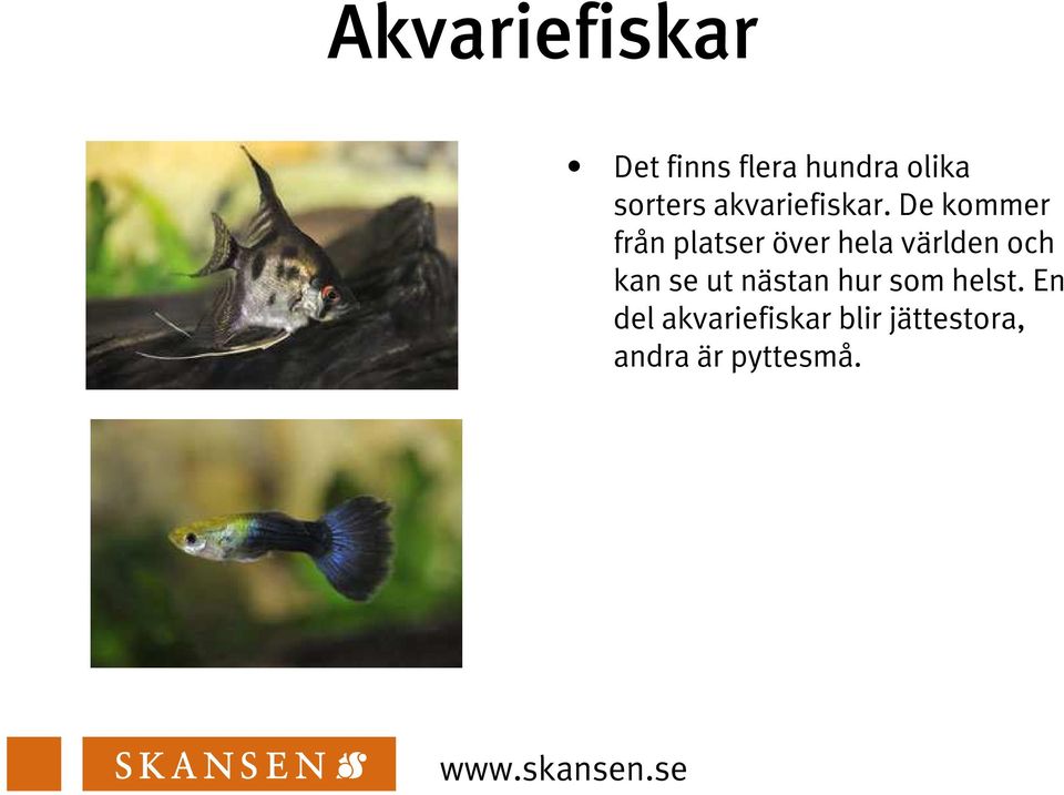 De kommer från platser över hela världen och kan