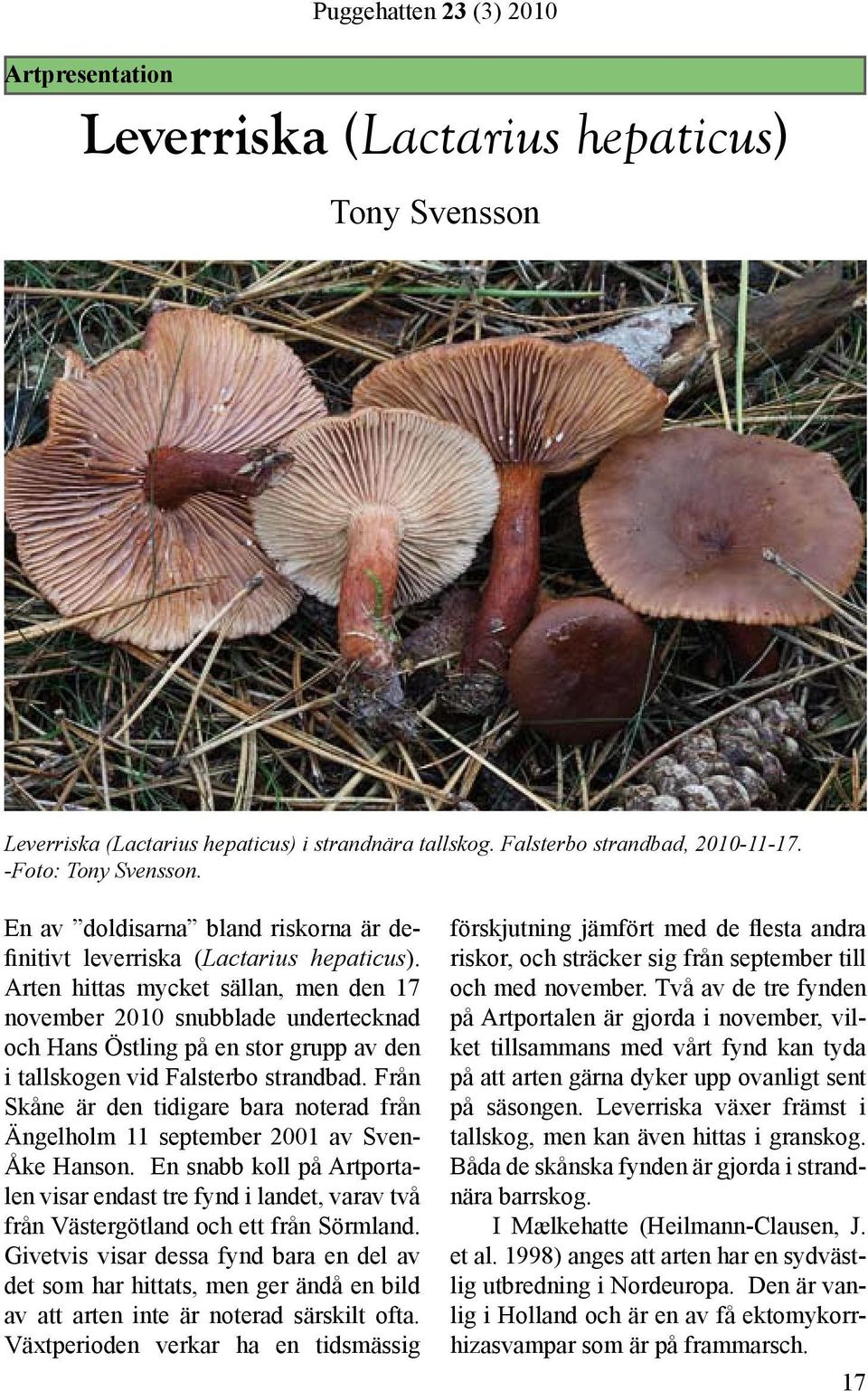 Arten hittas mycket sällan, men den 17 november 2010 snubblade undertecknad och Hans Östling på en stor grupp av den i tallskogen vid Falsterbo strandbad.