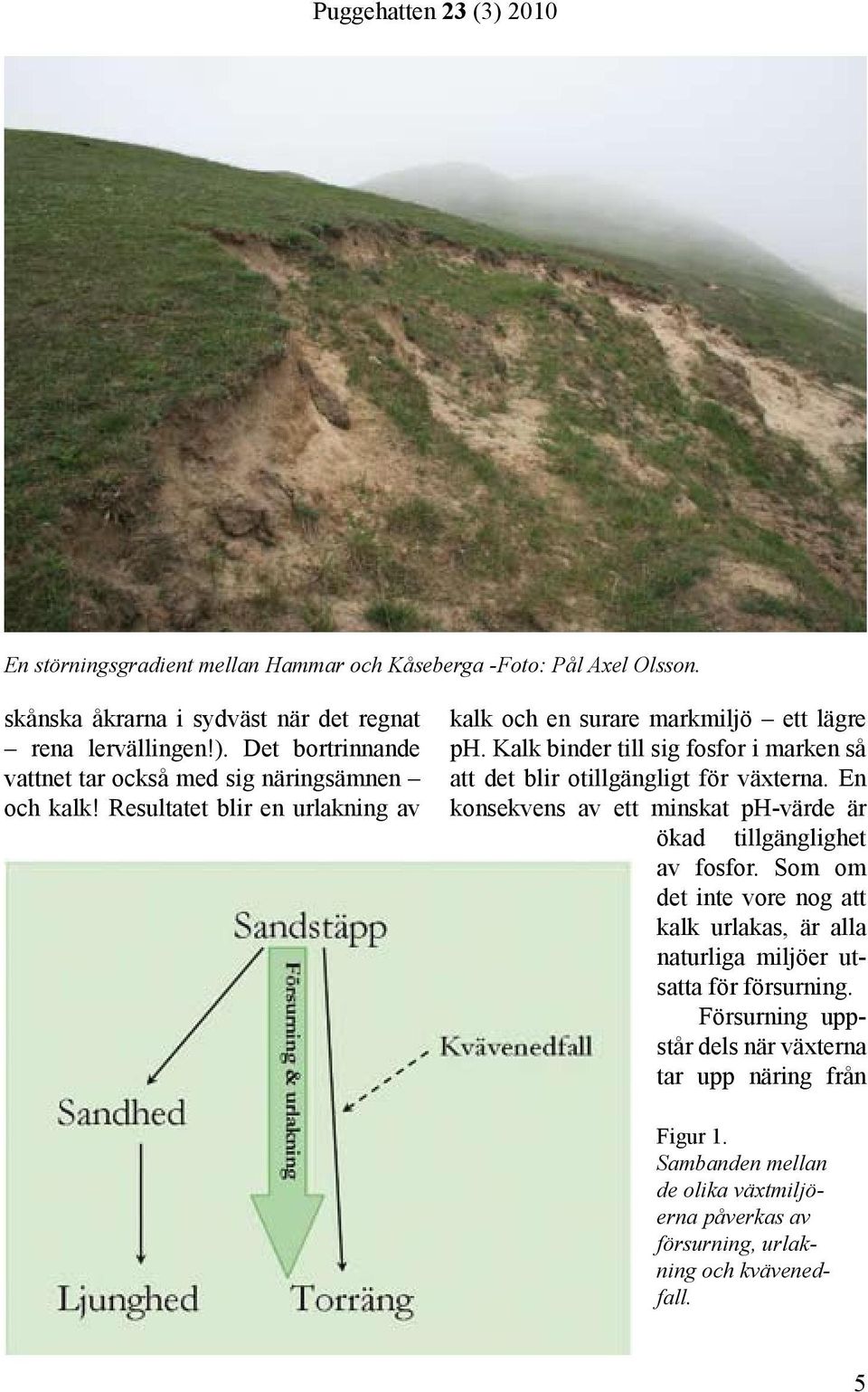 Kalk binder till sig fosfor i marken så att det blir otillgängligt för växterna. En konsekvens av ett minskat ph-värde är ökad tillgänglighet av fosfor.